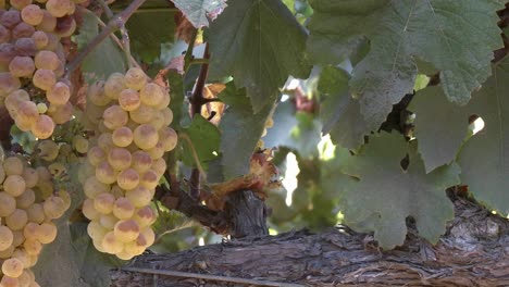 vertical pan of wine grapes in a salinas valley vineyard monterey county california