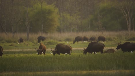 manada gaur india alimentándose en el paisaje forestal