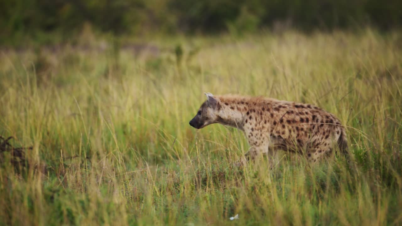 fotografía en cámara lenta de una hiena merodeando lentamente a través de altas praderas vida silvestre africana en la reserva nacional de maasai mara, kenia, áfrica animales de safari, masai mara north conservancy