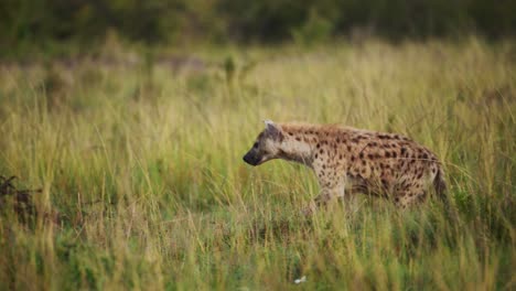 Zeitlupenaufnahme-Einer-Hyäne,-Die-Langsam-Durch-Hohes-Grasland-Afrikanischer-Tierwelt-Im-Masai-Mara-Nationalreservat,-Kenia,-Afrikanische-Safaritiere,-Masai-Mara-Nordschutzgebiet-Streift