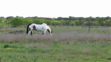 Mediumshot-De-Un-Caballo-De-Pintura-Pastando-En-Un-Campo