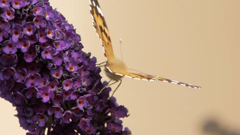 small tortoiseshell butterfly sits on violet flower eating pollen and pollinating it