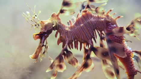 Leafy-Sea-Dragon-with-eggs-macro-close-ups-4k-slow-motion