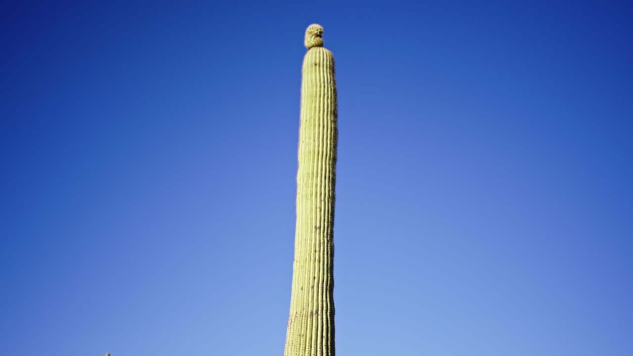 위쪽 에 자라기 시작 하는 작은 팔 을 가진 사구아로 투스 의