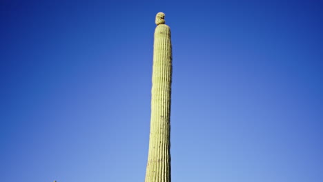 Schwenken-Sie-Den-Saguaro-Kaktus-Nach-Unten,-Wobei-Der-Kleine-Arm-Oben-Zu-Wachsen-Beginnt