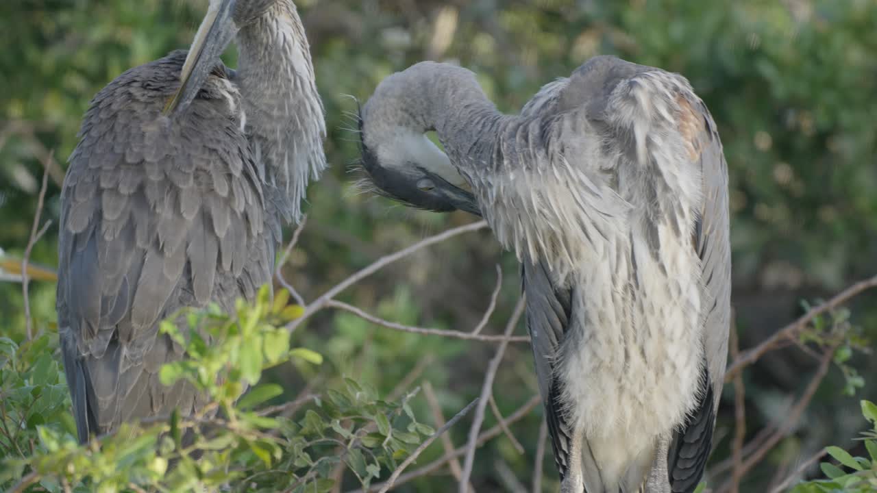 Two great blue herons perched closely together in dense green foliage, exhibiting relaxed behavior in a natural wetland setting