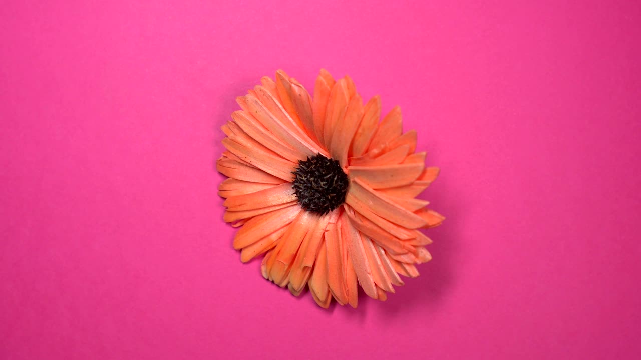 Beautiful red daisy flower slowly spinning on a rotating pink background.