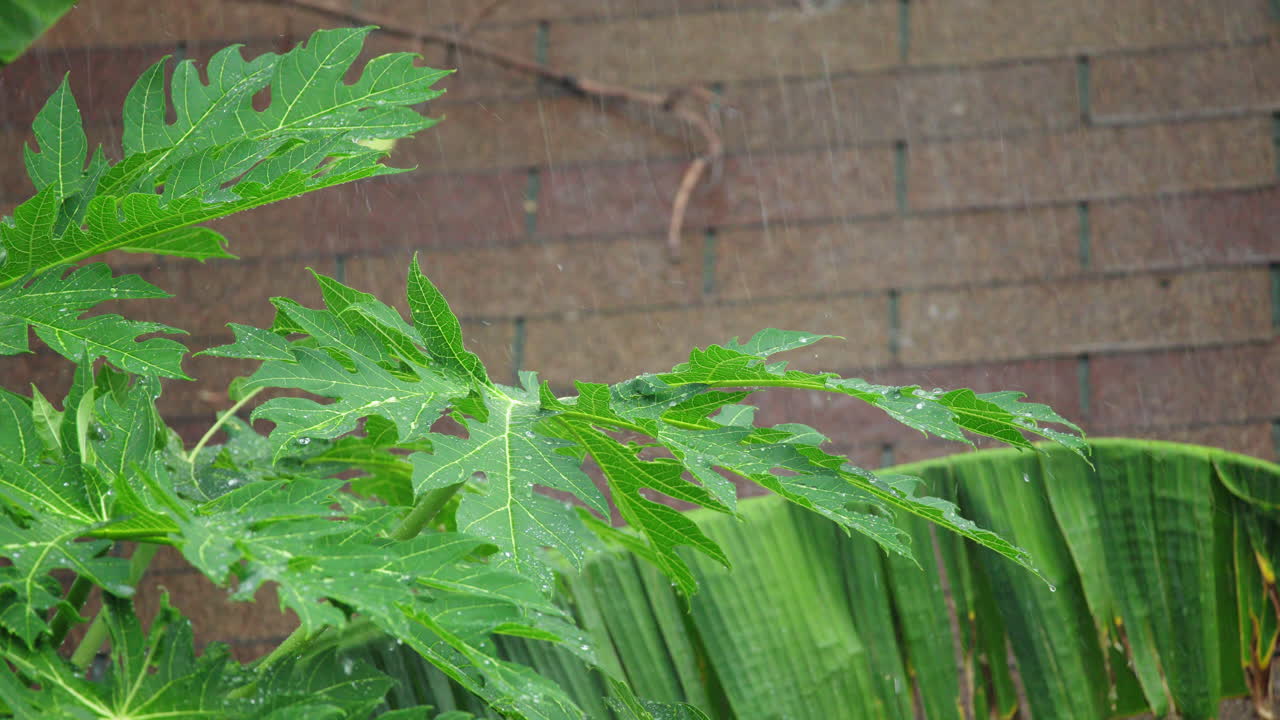 Tropischer Regen fällt während der Monsunzeit in Thailand auf grüne Papaya- und Bananenblätter. Nahaufnahme von nassem Laub mit Wassertropfen und Regenfällen. Hochwertiges 4K-Filmmaterial.