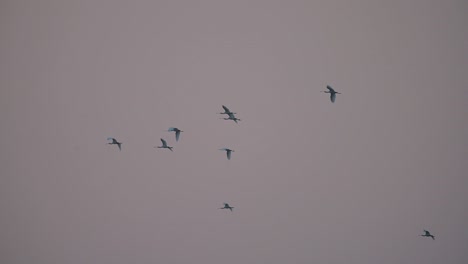 una bandada de cucharón volando por la mañana