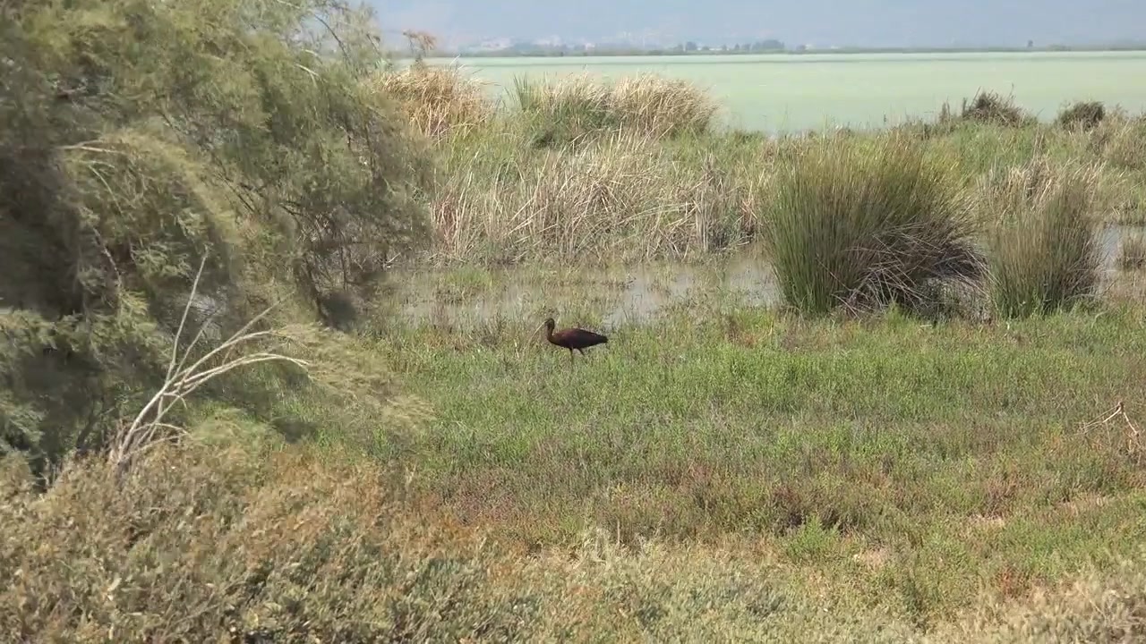 Ibis falcinello in cerca di cibo in un habitat umido.