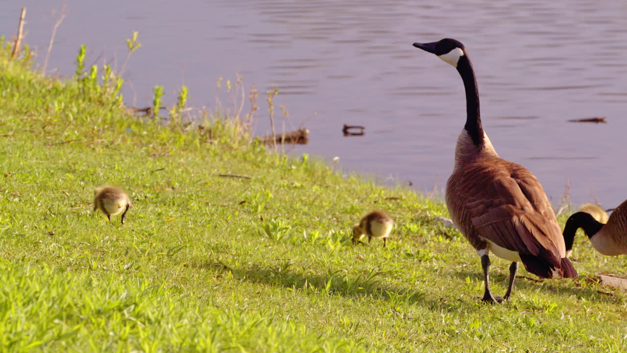 First steps, first swims: goslings in slow motion on their first day alive.