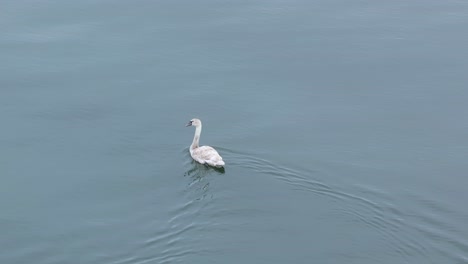 Young Mute swan swimming in Finnish archipelago. Calm seas with slight reflection.