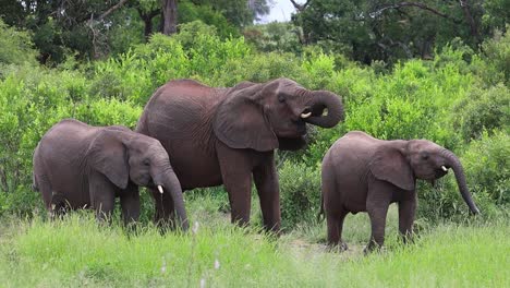 an elephant cow quenching her thirst with her two calves at a waterhole