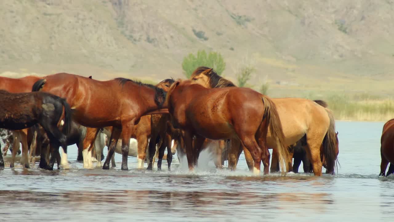 belleza cinematográfica de caballos que vagan libres caminando, corriendo y bebiendo junto al río, con terneros juguetones