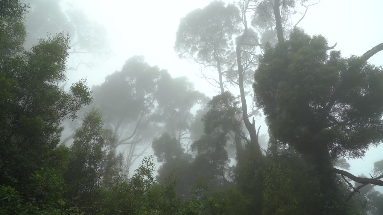 Mysterious and Eerie Mist in Forest of Villa Sassetti Trail