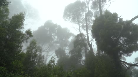 mysterious and eerie mist in forest of villa sassetti trail