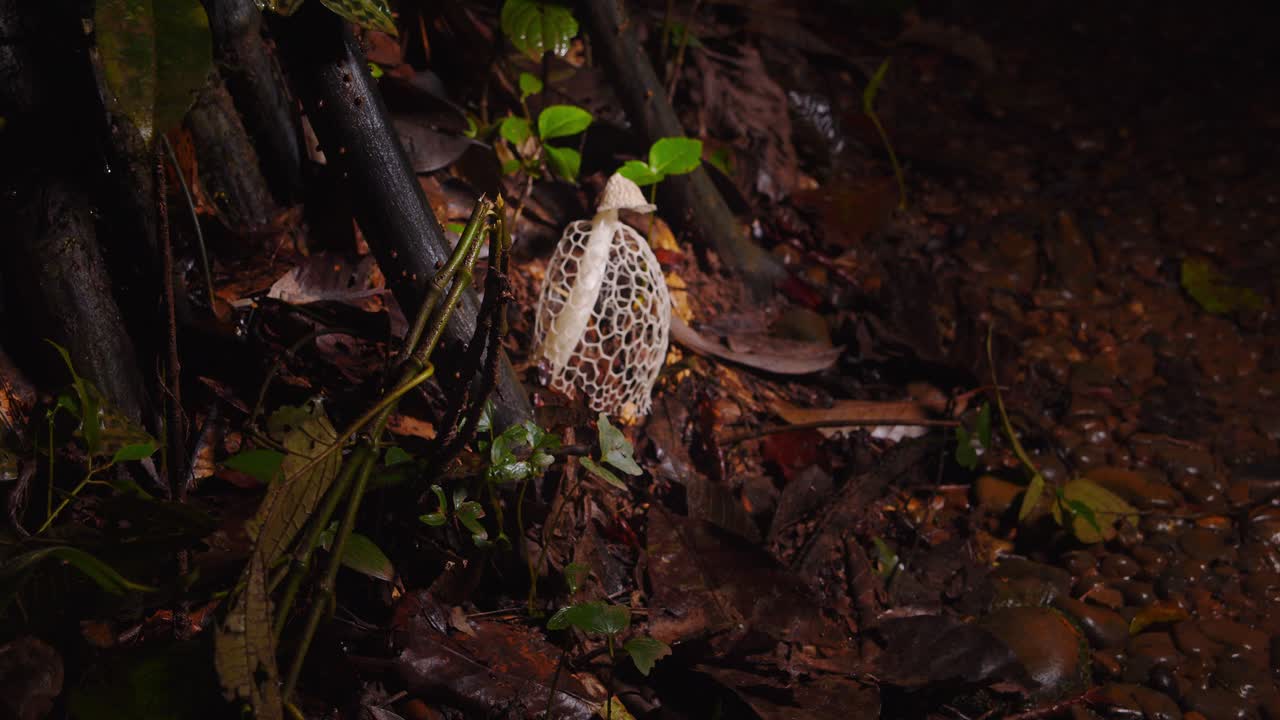 The exotic Phallus indusiatus fungus stands out with its delicate netting in Peru’s lush Amazon jungle.
