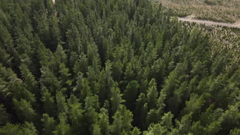 Drone-Aéreo-Panorámico-Hacia-Un-Gran-Bosque-De-Pinos-Verdes-En-Un-Día-Nublado-Y-Ventoso