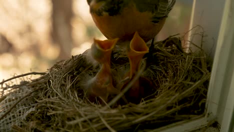 bird feeding baby birds in the nest