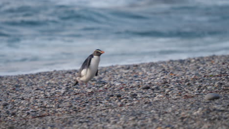 el lindo pingüino tawaki caminando por la costa pedregosa durante la puesta de sol en la costa oeste de nueva zelanda