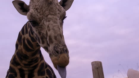jirafa siendo alimentada a mano en la reserva de vida silvestre - cerca de la cara