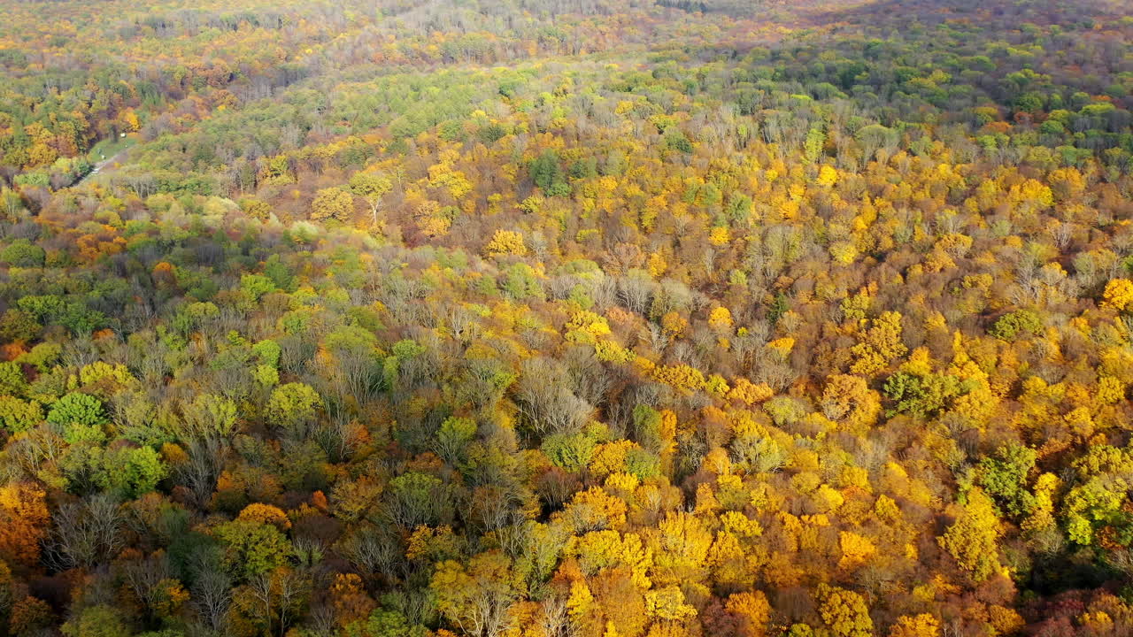 Aerial view of yellow autumn forest. Colorful landscapes of seasonal nature.