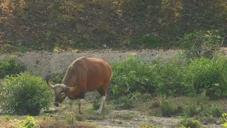 Ein-Grasender-Bulle-Und-Dann-Kamen-Einige-Individuen,-Um-Gemeinsam-Nach-Links-Wegzugehen,-Tembadau-Oder-Banteng-Bos-Javanicus,-Thailand