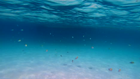 miraculous under water scene on the perhentian islands in malaysia, striped fish and crystal clear blue ocean, gopro