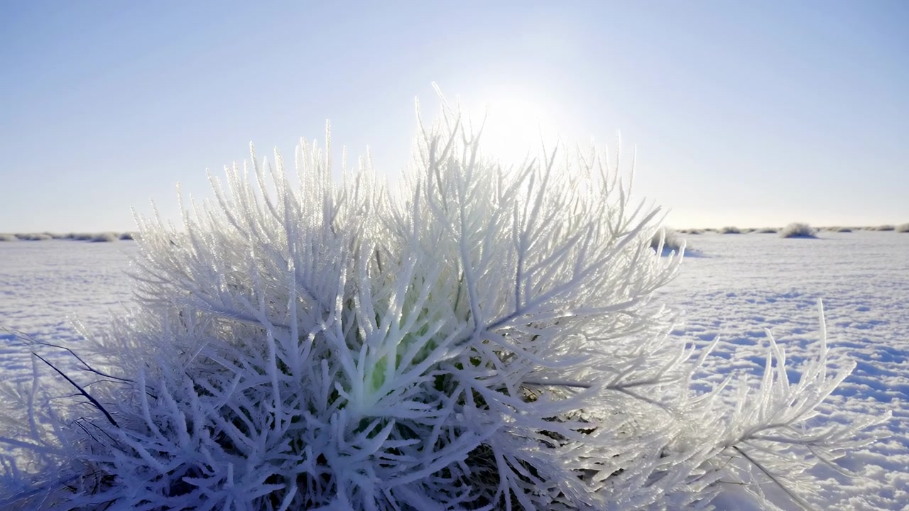 Arbusto ghiacciato in pianura innevata, la retroilluminazione dell'alba crea un alone di brina e delicati cristalli di ghiaccio, ampia veduta ghiacciata