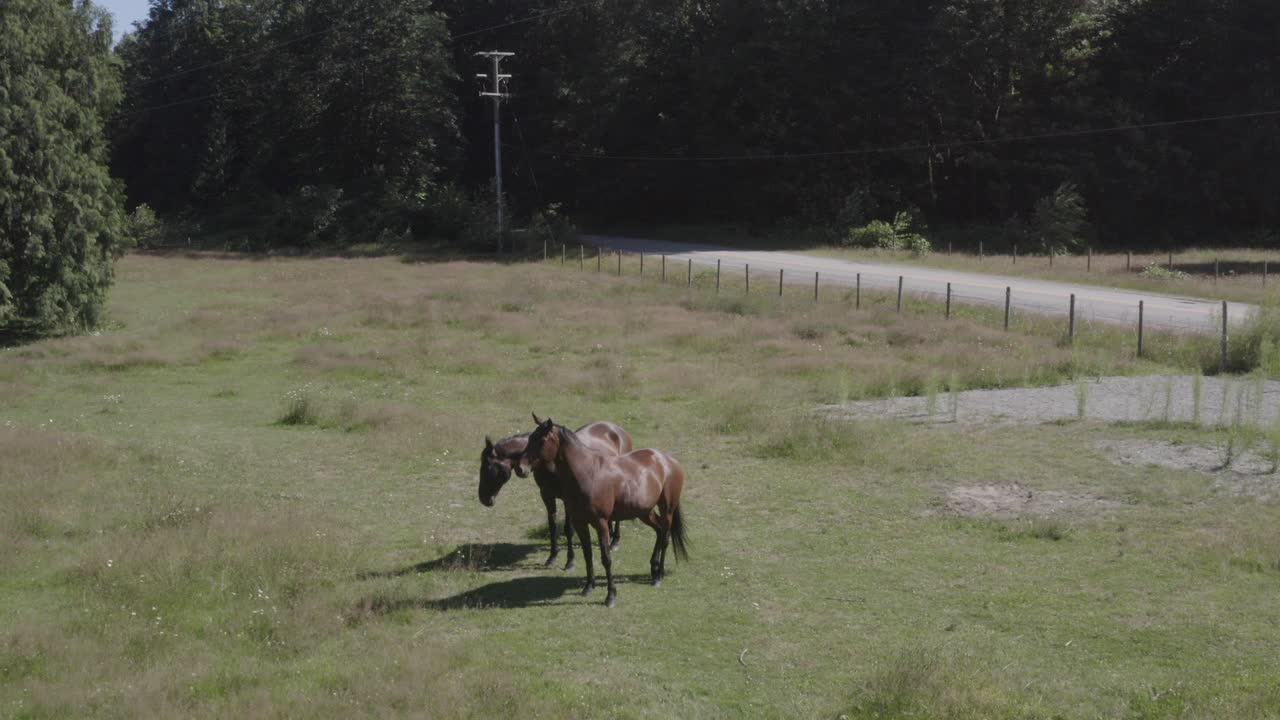 Aerial fly upto two brown horses with black hair fit in their prime that are sibling looking directly at the camera calm and tranquil on the meadow of a fenced area on the side of the road by a forest