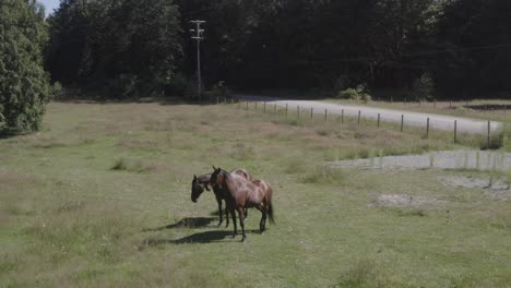 Aerial-fly-upto-two-brown-horses-with-black-hair-fit-in-their-prime-that-are-sibling-looking-directly-at-the-camera-calm-and-tranquil-on-the-meadow-of-a-fenced-area-on-the-side-of-the-road-by-a-forest