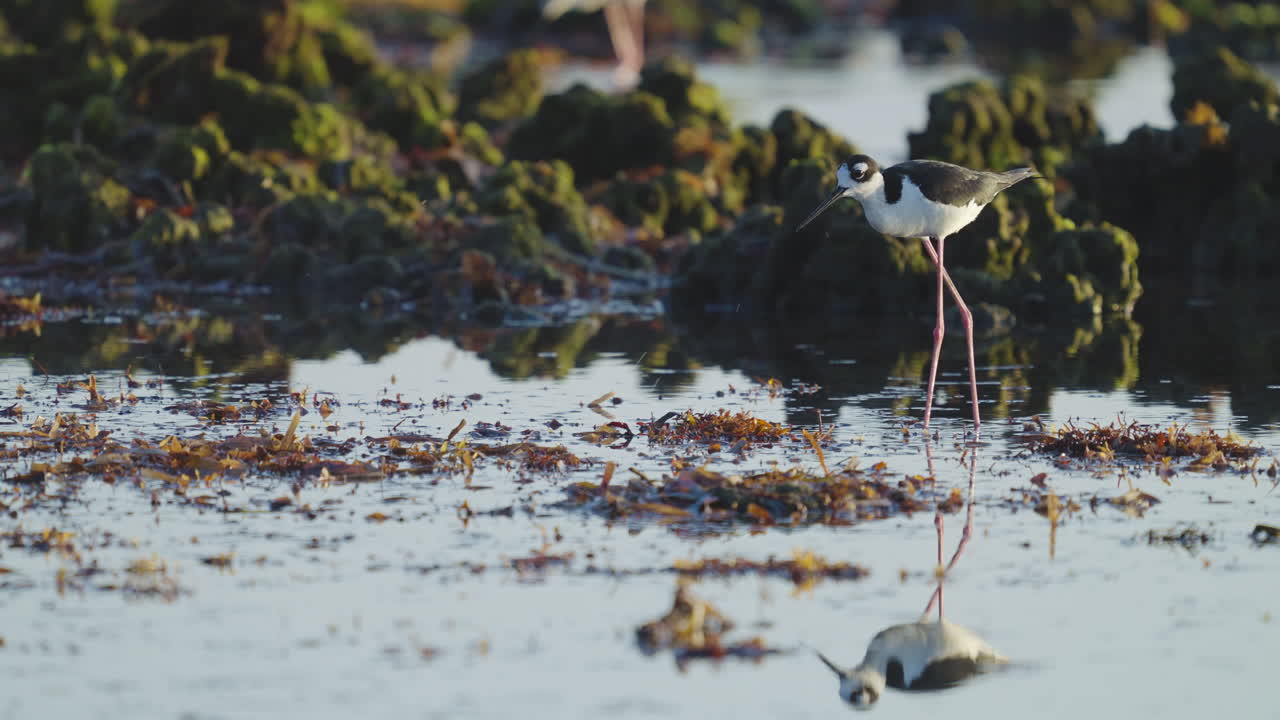 Black Necked Stilt Feeding in Seaweed Water by Rocky Reef