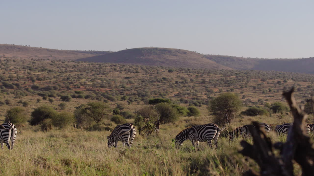 Herd of Grevy's Zebra grazing while wagging tails