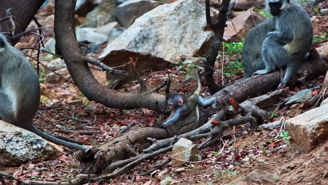 A curious baby Vervet monkey plays on a log under the watchful eye of its family