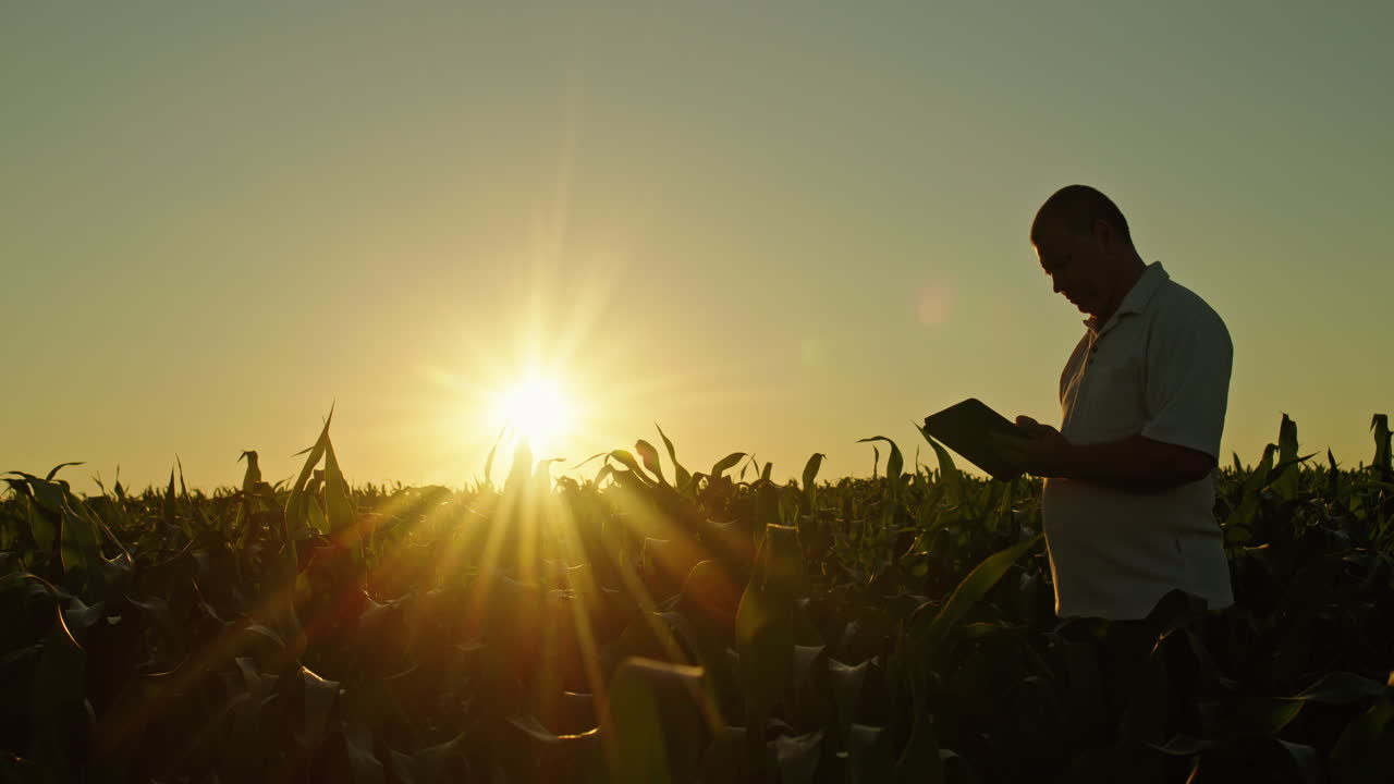 un granjero revisando un campo de maíz al atardecer