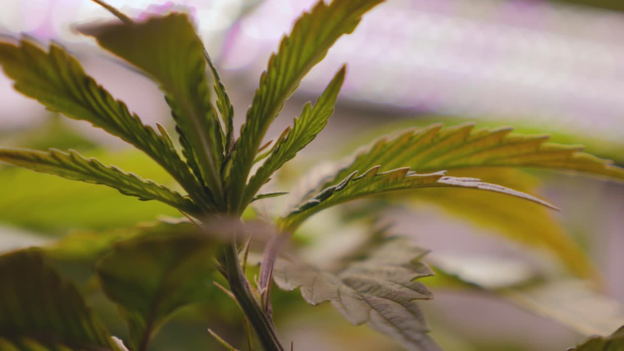 luces led multicolores que cambian el enfoque a una pequeña planta de cannabis que crece bajo un hogar médico brillante crece diy thc cbd mirando hacia arriba bokeh de enfoque en rack