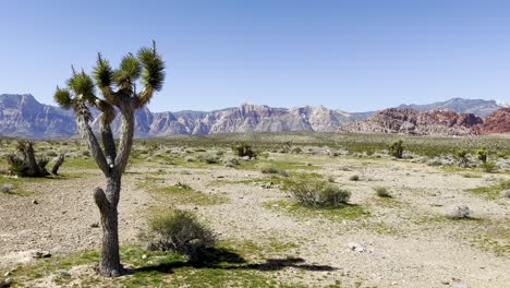 wüstenpflanzen umgeben einen einsamen yucca-baum