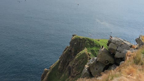 Atlantic-puffin-(Fratercula-arctica),-on-the-rock-on-the-island-of-Runde-(Norway).