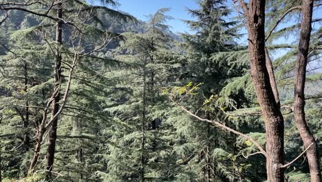 toma panorámica de un bosque en la india con cielos azules en el fondo
