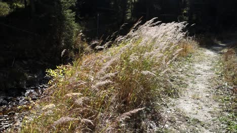 tall grass blowing in wind next to stream and trail