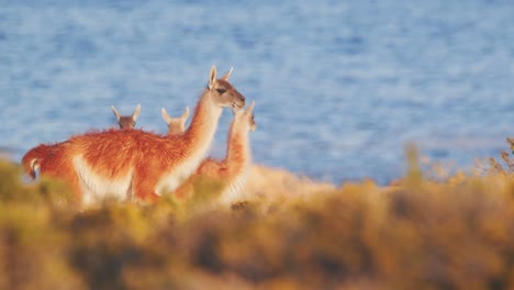 tracking a guanaco from herd as it walks across in slow motion in front of the sea