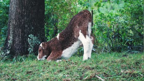 newly born calf finding its feet next to tree