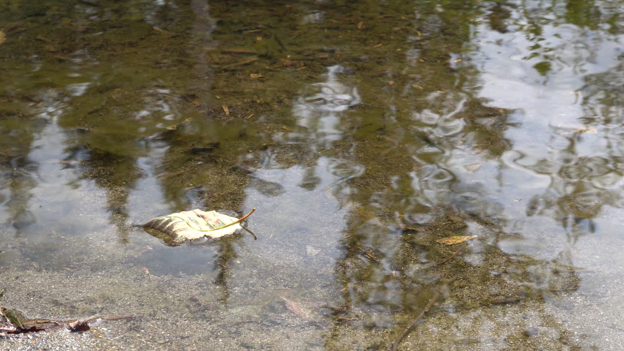 물 위에 천천히 떠다니는 외로운 나뭇잎