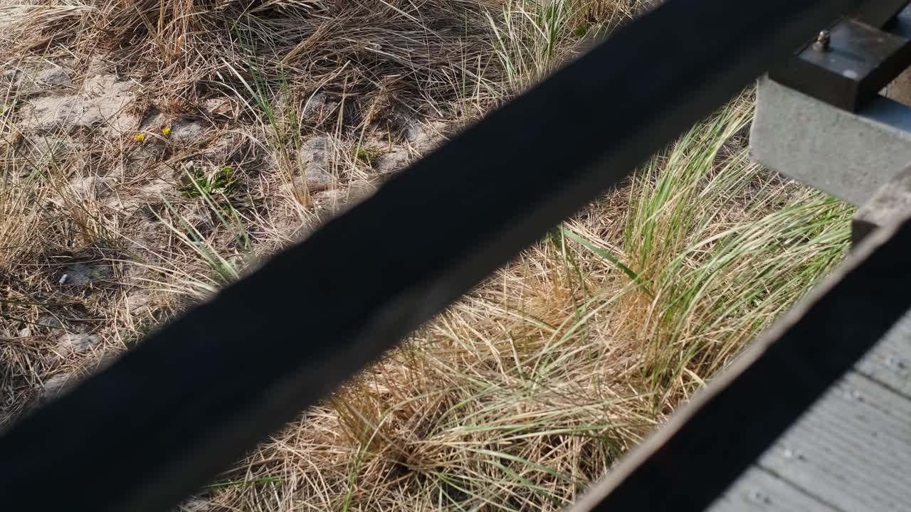 Close-up view of dry grass and sand from a wooden walkway