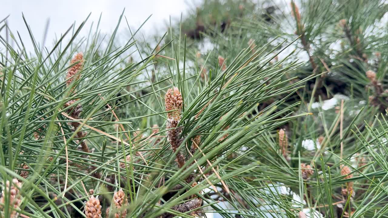 A static close-up shot captures green pine needles and small brown cones in daylight