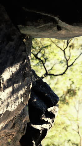 a view from a cave looking out to the forest
