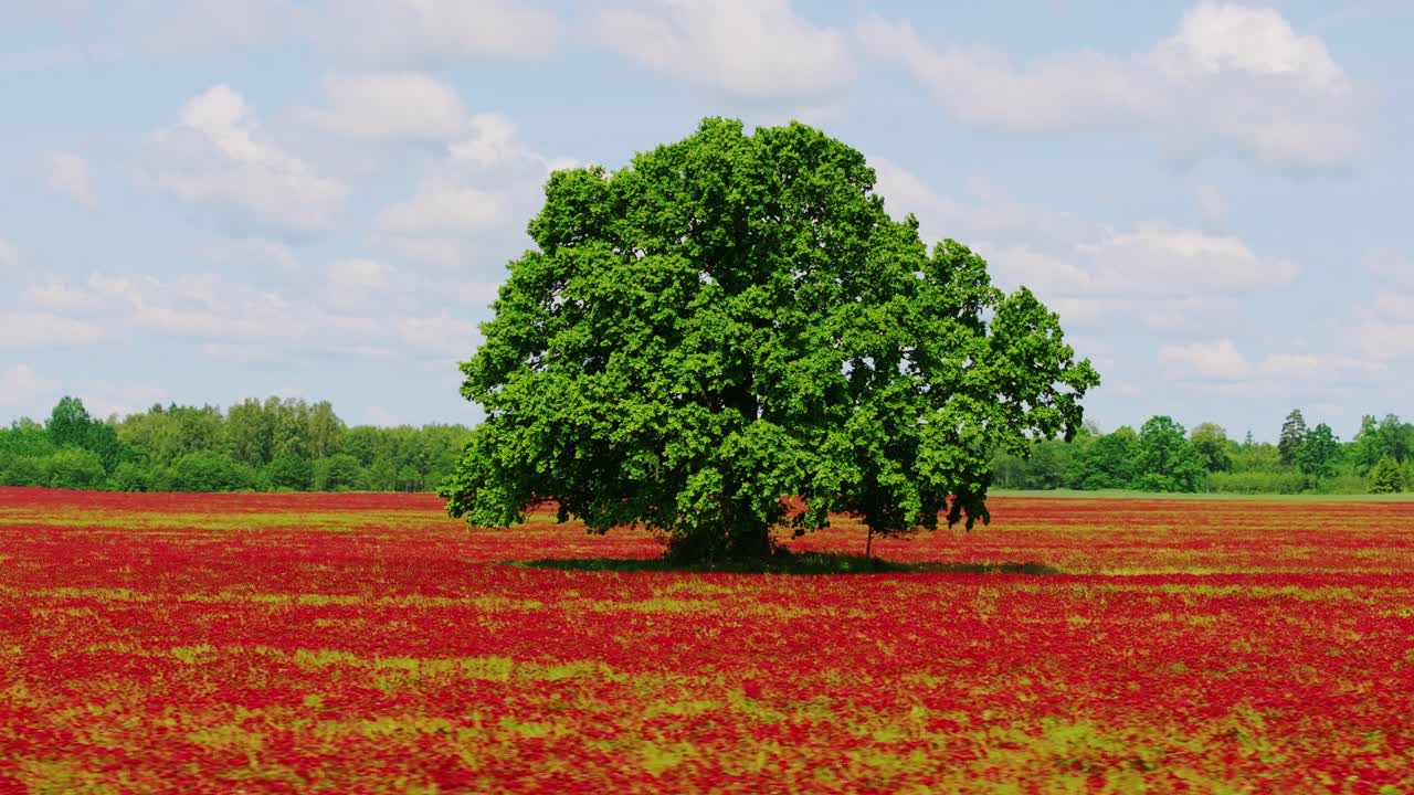 Single tree in flower-covered clover landscape, Latvia summer in Northern Europe