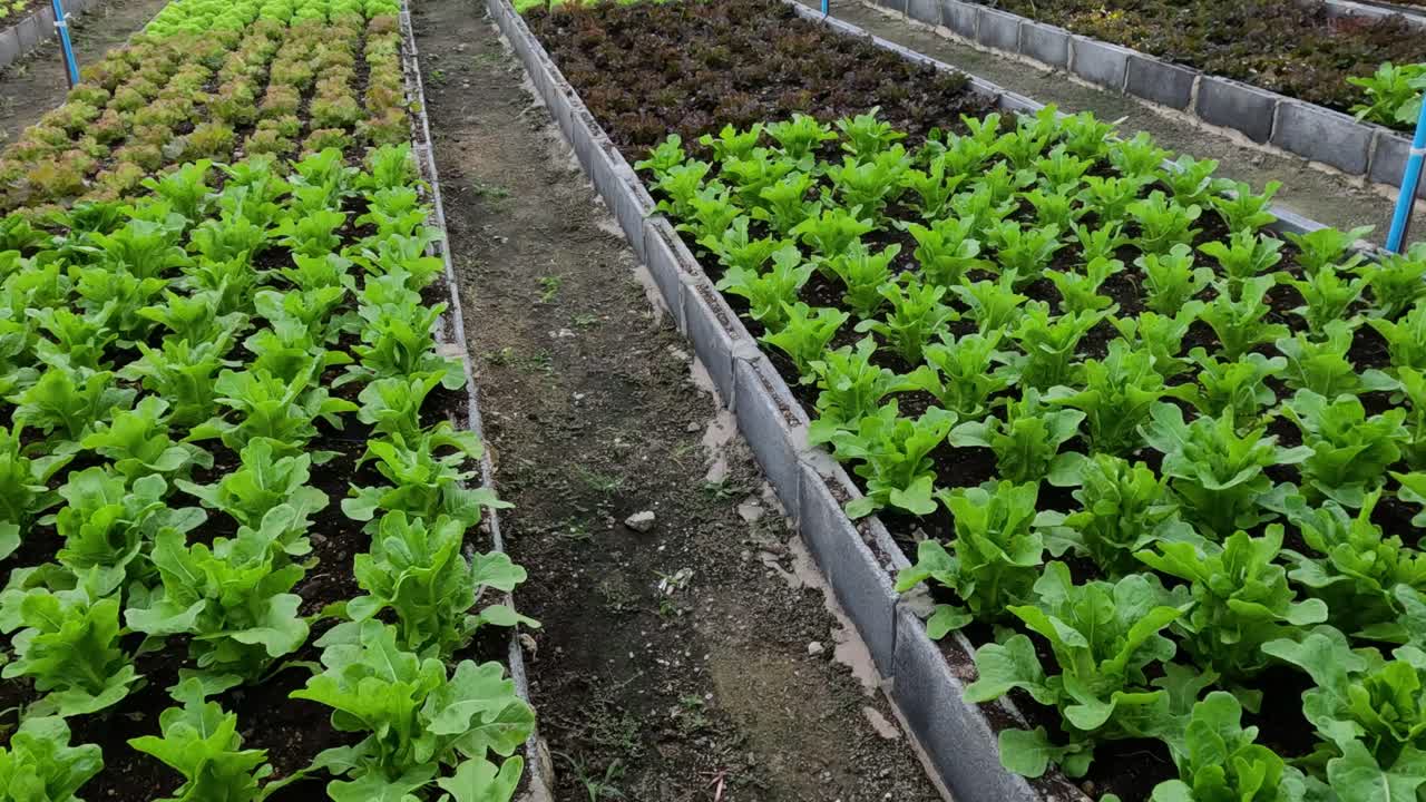 정원 에서 자라는 채소의 타임 스.