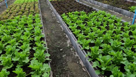 time-lapse of vegetables growing in garden beds.