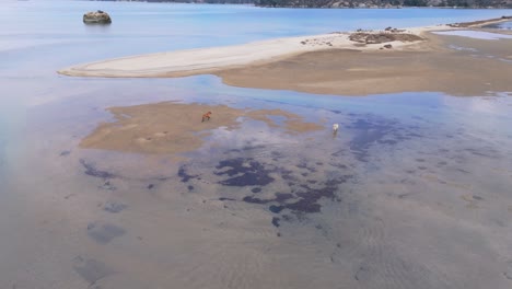 Two-dogs-enjoy-playing-with-the-shallow-sea-waters-enjoying-the-sun-in-Diaporos-island-Sithonia-Greece